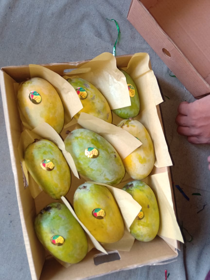 Large Box of Chaunsa Mangoes